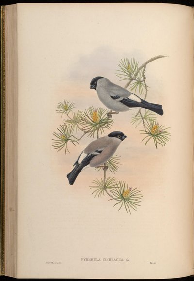 Pyrrhula cineracea = Pyrrhula pyrrhula cineracea von John Gould